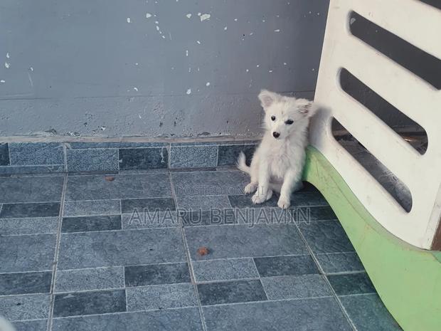 3-6 months Male Purebred Japanese Spitz - thumbnail 5