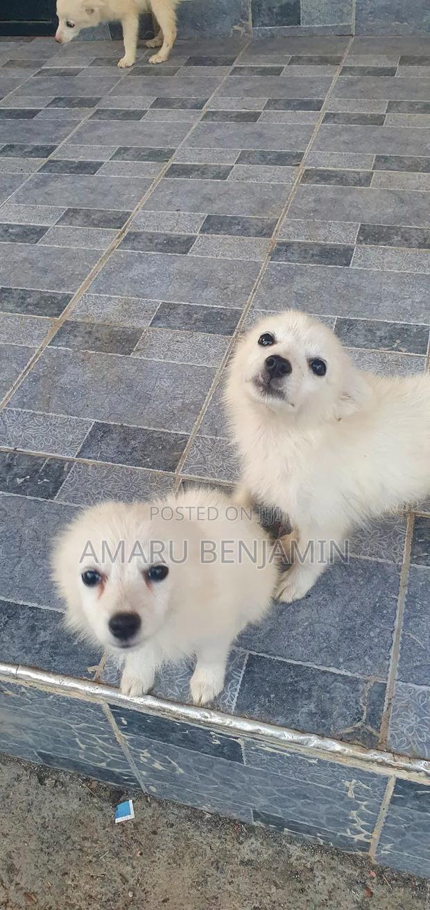 3-6 months Male Purebred Japanese Spitz - thumbnail 6