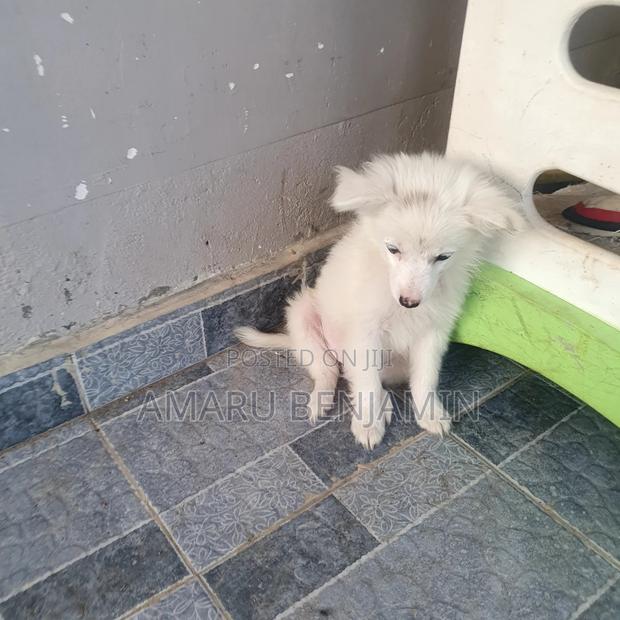 3-6 months Male Purebred Japanese Spitz - thumbnail 9