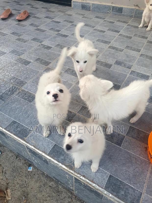 3-6 months Male Purebred Japanese Spitz - thumbnail 10