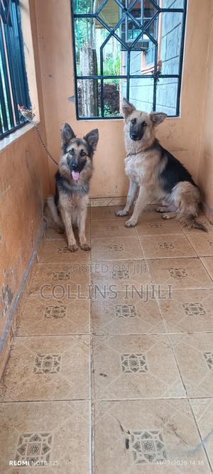 6-12 months Female Purebred German Shepherd