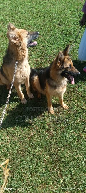 6-12 months Male Purebred German Shepherd - main view