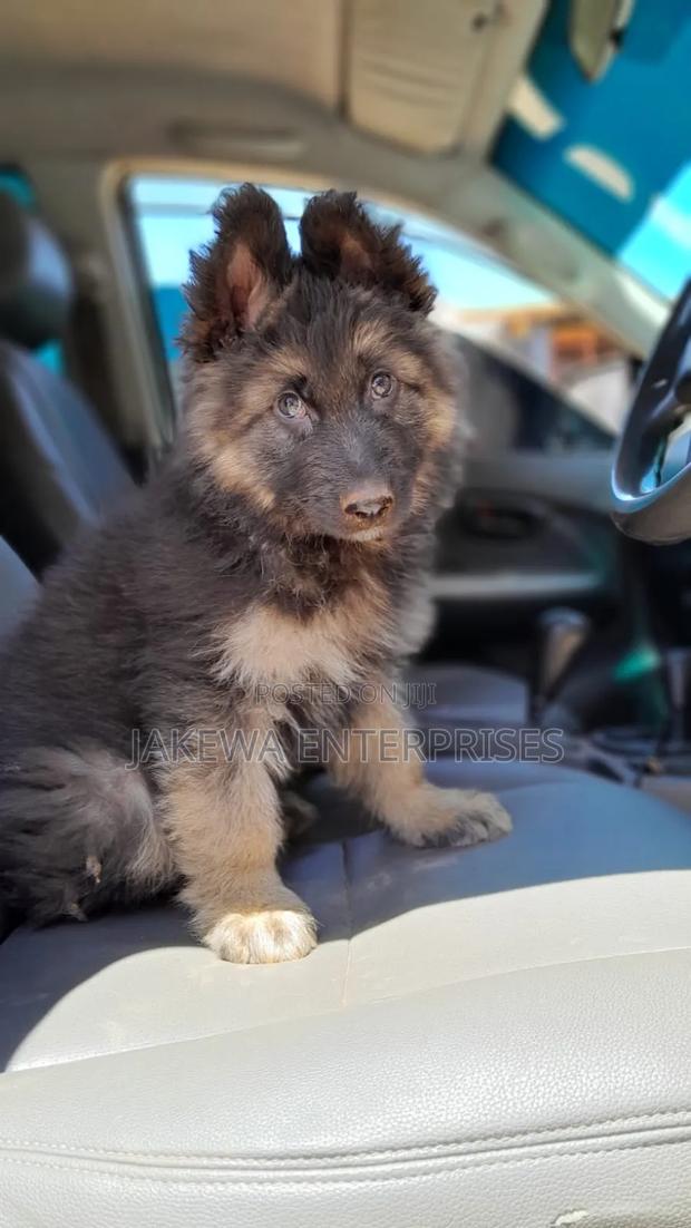 1-3 months Male Purebred German Shepherd - main view
