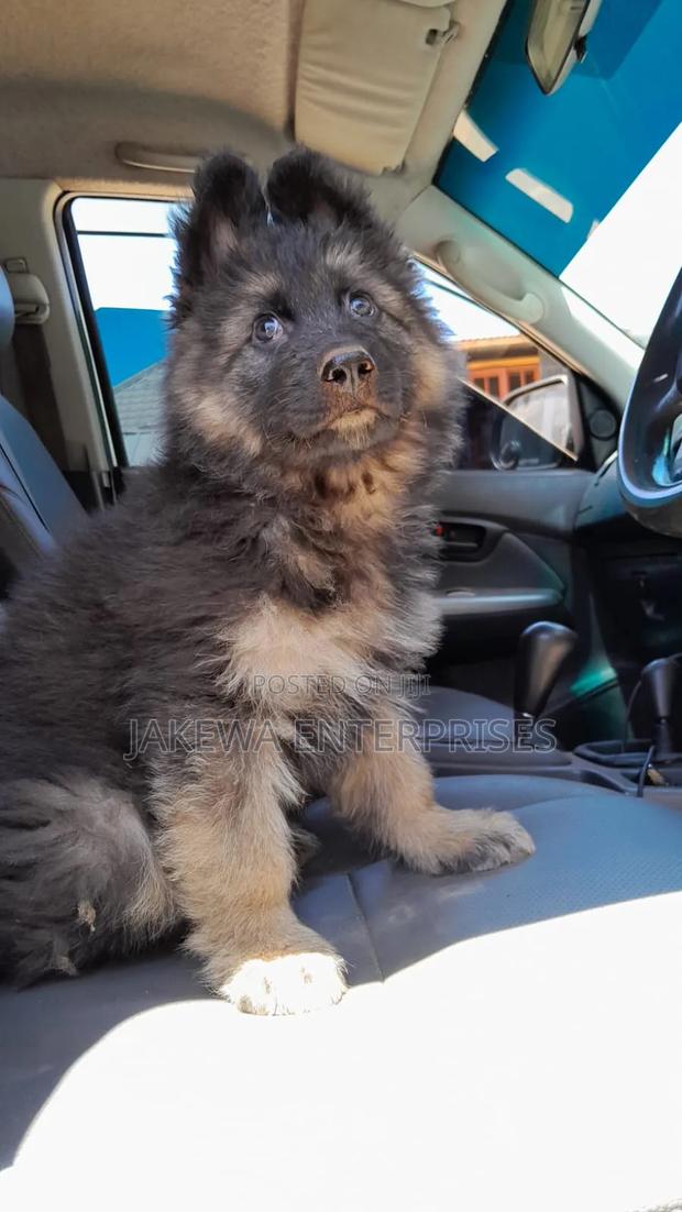 1-3 months Male Purebred German Shepherd - main view