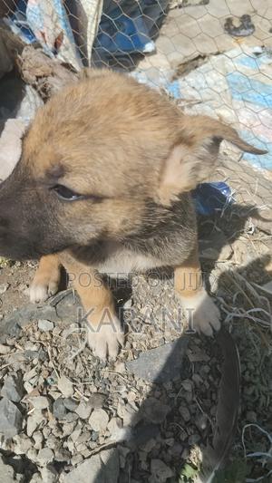 1-3 months Female Mixed Breed German Shepherd