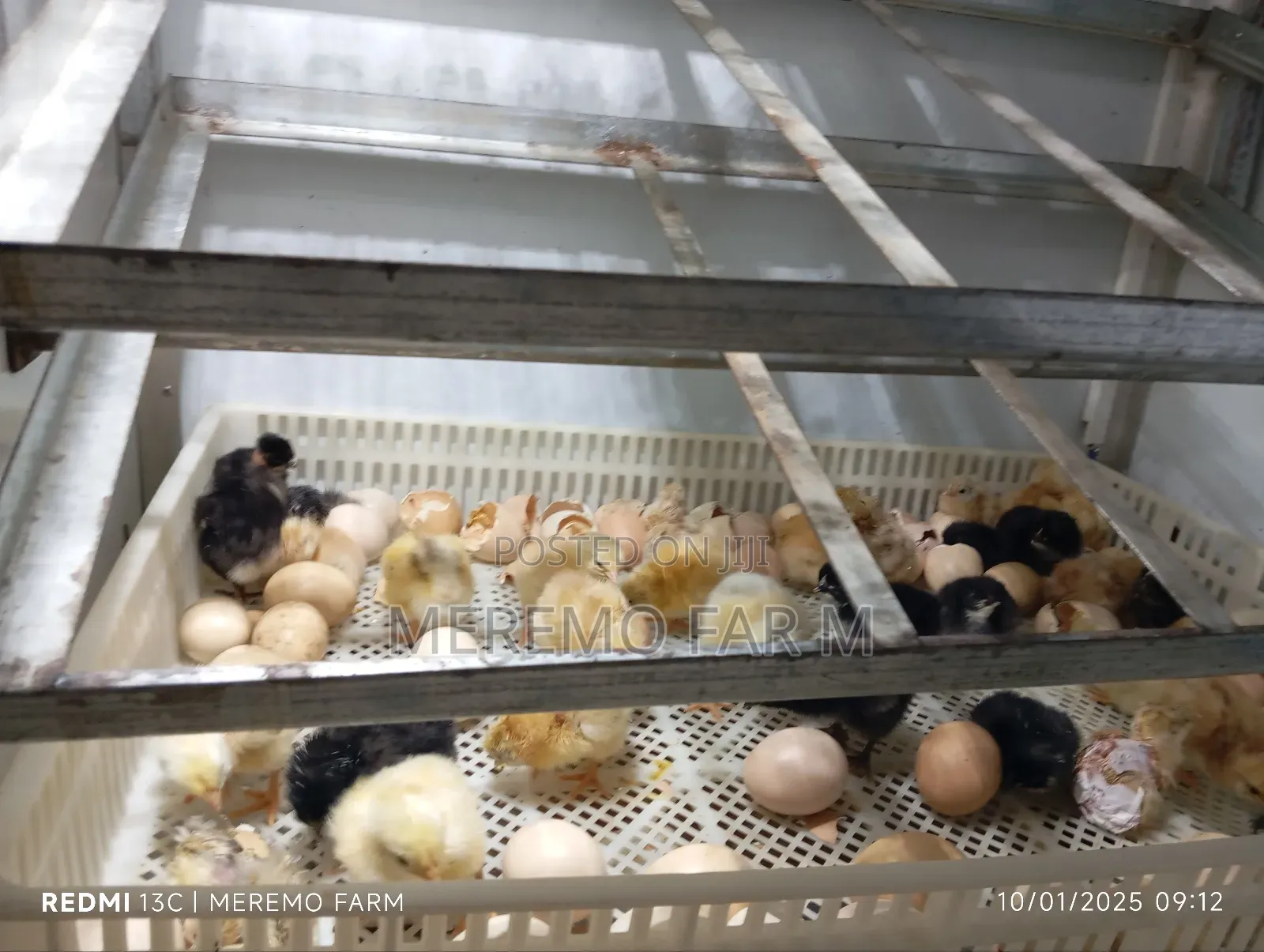 1 Month Improved Kienyeji F1 Chicks