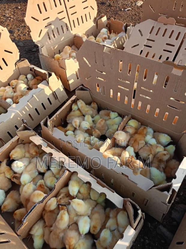 1 Month Improved Kienyeji F1 Chicks - thumbnail 13