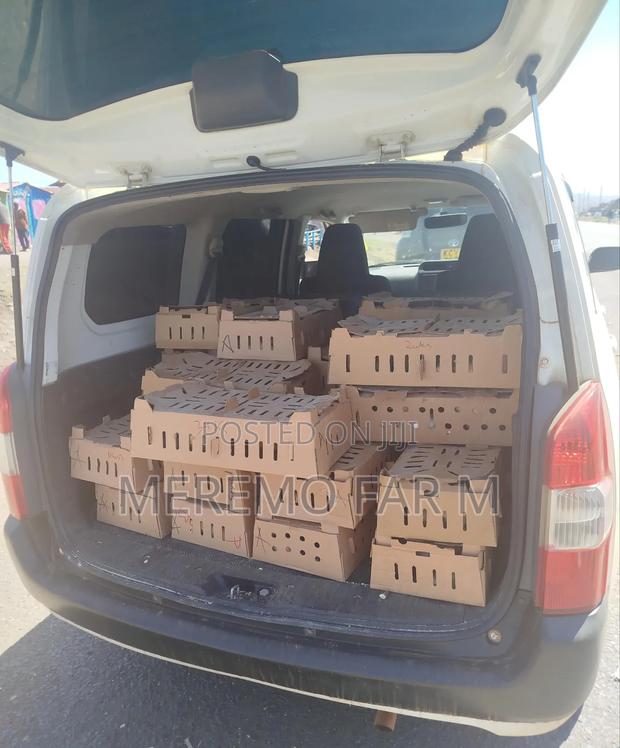 1 Month Improved Kienyeji F1 Chicks - main view