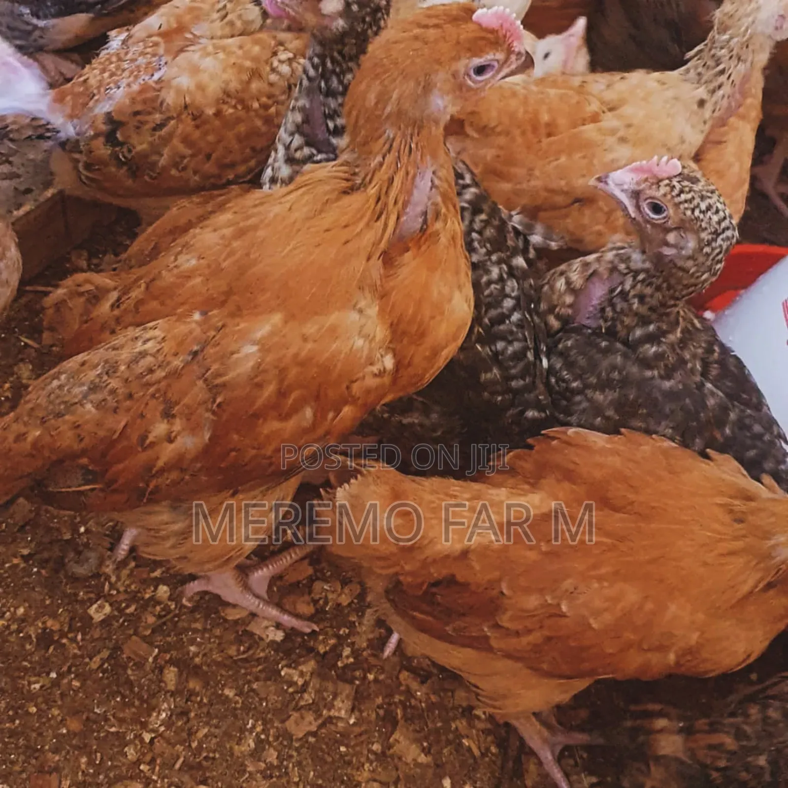 1 Month Improved Kienyeji F1 Chicks
