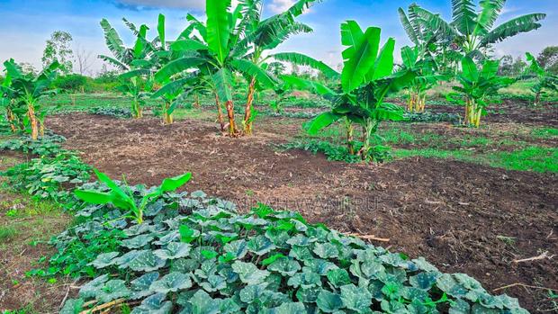 Commercial Plots in Makutano(Sagana) - thumbnail 6