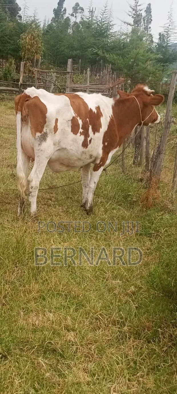 Arsher for Sell - main view