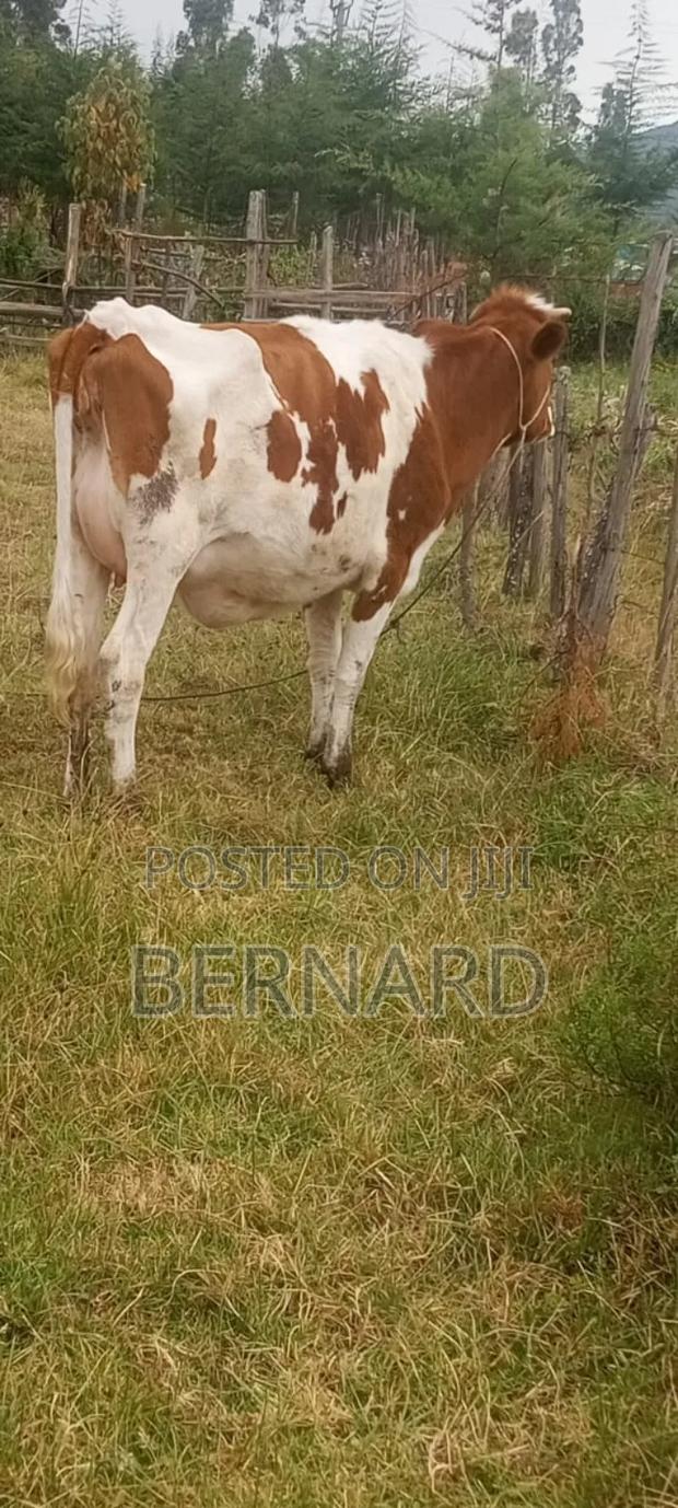 Arsher for Sell - thumbnail 3