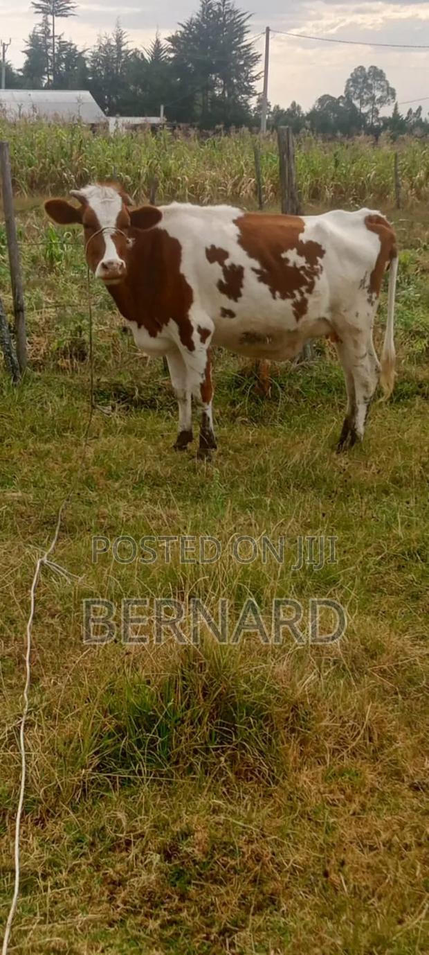 Arsher for Sell - thumbnail 4