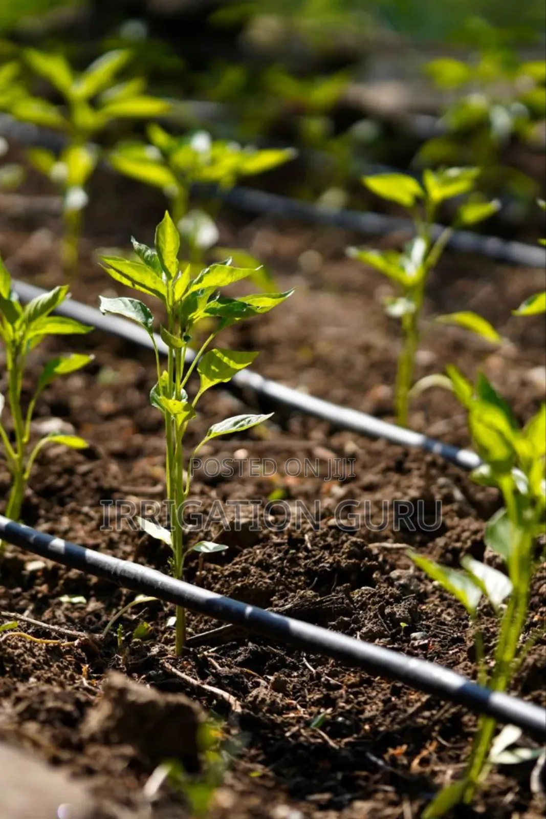 Drip Irrigation Drip Tape 15cm Spacing