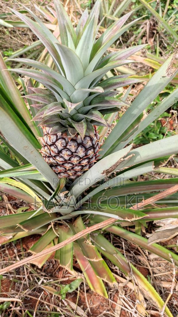 100 Acres Farm Land in Changoto Kilifi County - thumbnail 3