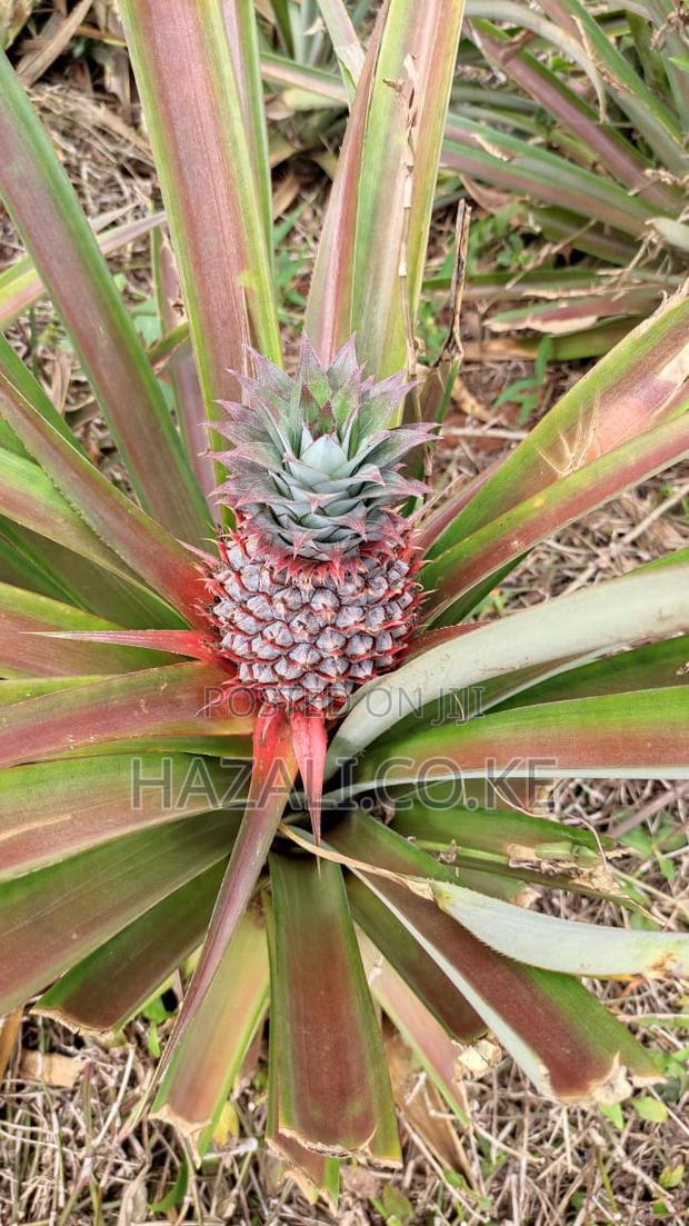 100 Acres Farm Land in Changoto Kilifi County - thumbnail 4