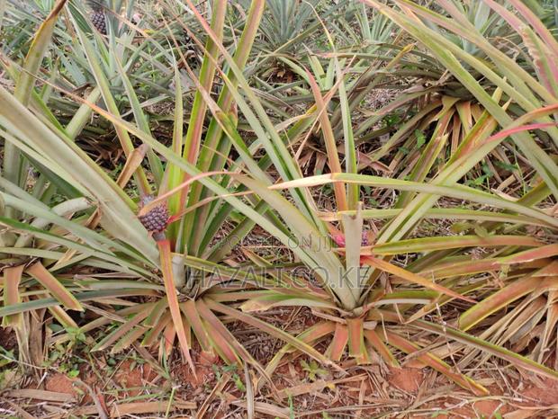 100 Acres Farm Land in Changoto Kilifi County - thumbnail 5