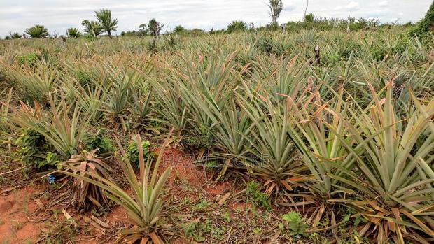 100 Acres Farm Land in Changoto Kilifi County - thumbnail 11