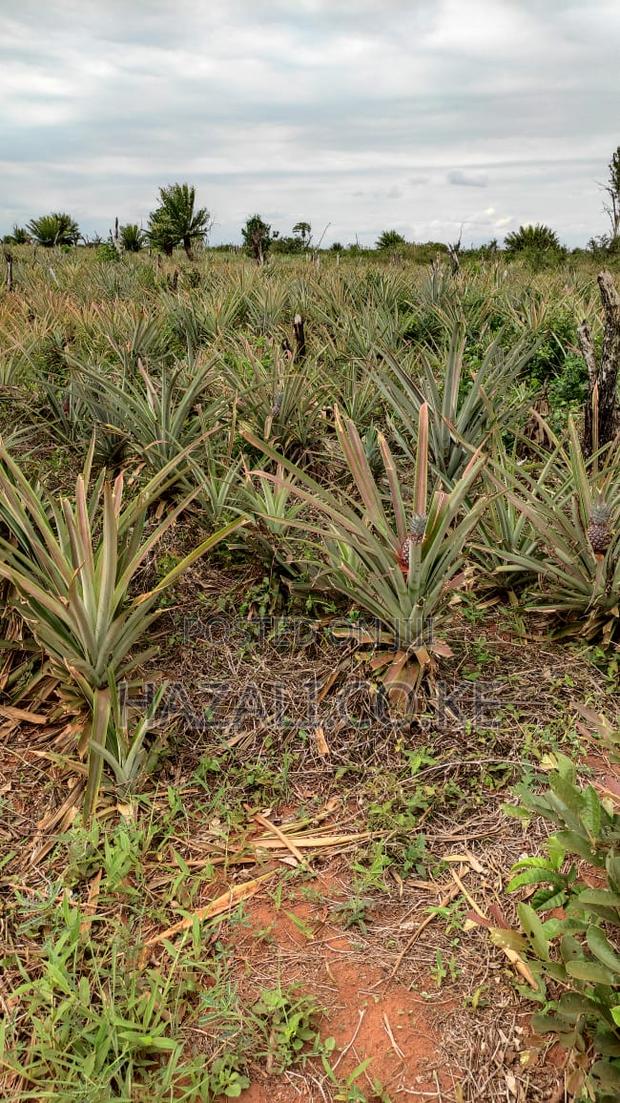 100 Acres Farm Land in Changoto Kilifi County - thumbnail 13