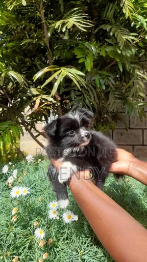 3-6 months Male Purebred Japanese Spitz - main view