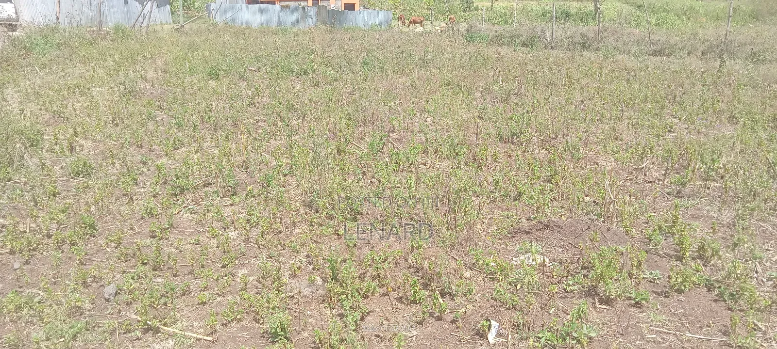 100ft * 100ft Plot