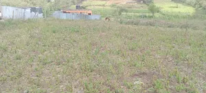 100ft * 100ft Plot