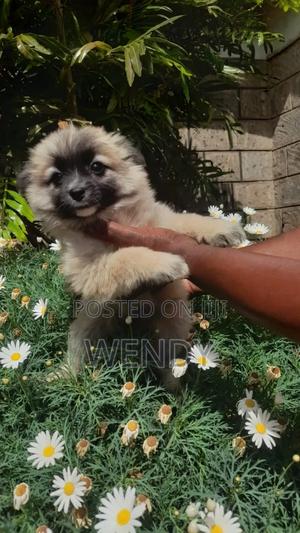 3-6 months Female Purebred Japanese Spitz - main view