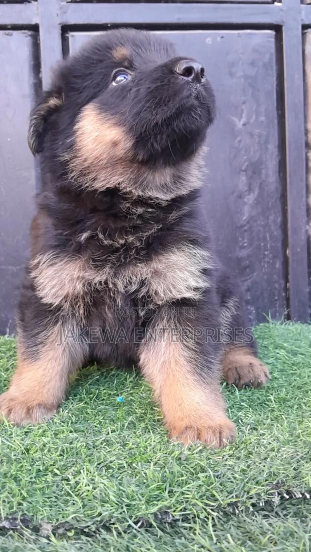 1-3 months Male Purebred German Shepherd - thumbnail 2