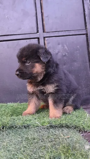 1-3 months Female Purebred German Shepherd