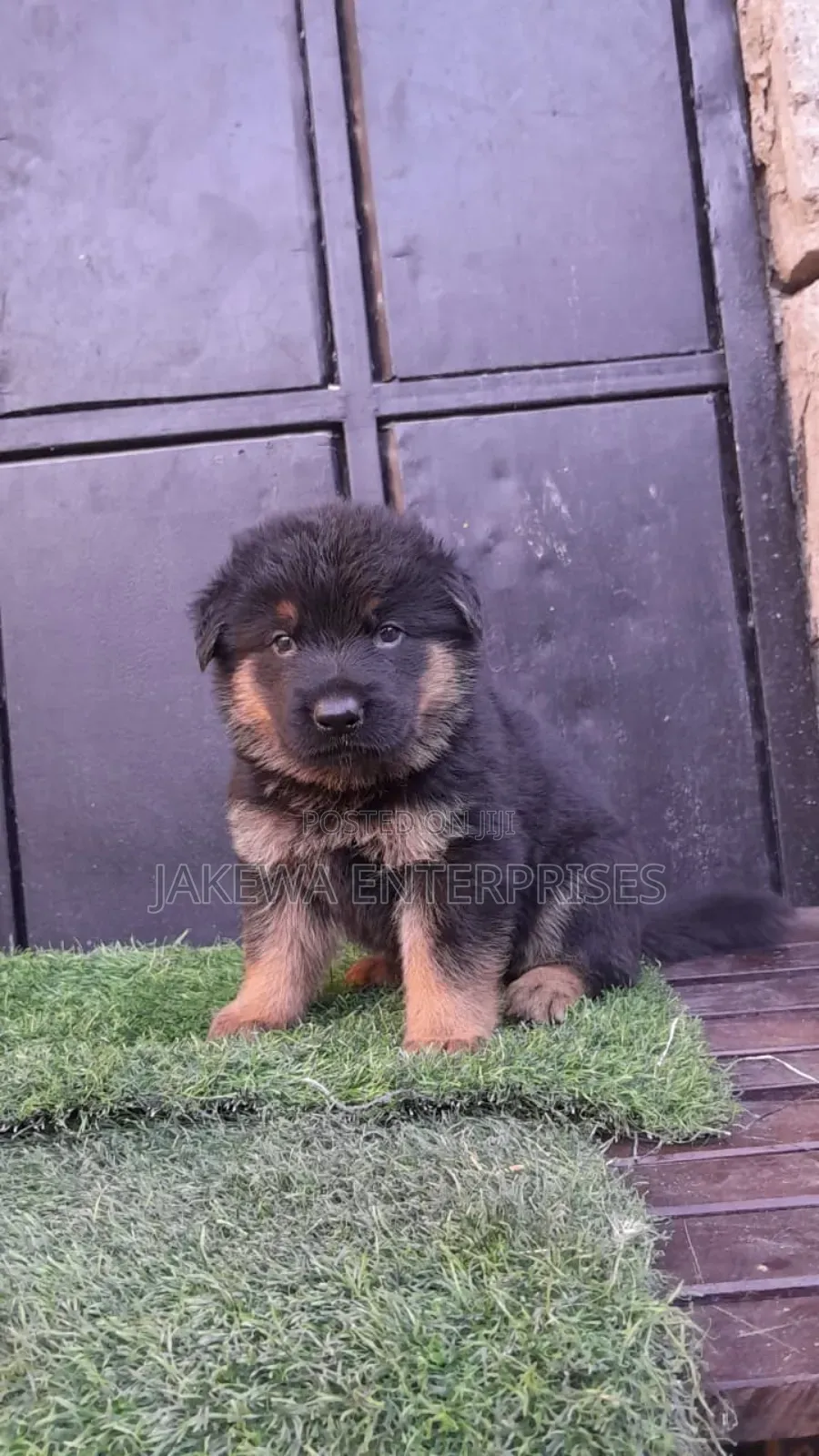1-3 months Female Purebred German Shepherd