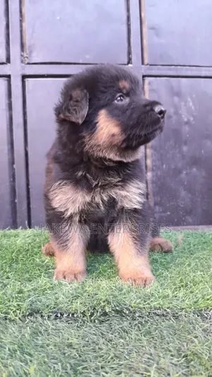 1-3 months Male Purebred German Shepherd