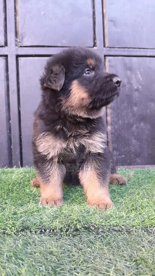 1-3 months Male Purebred German Shepherd - main view