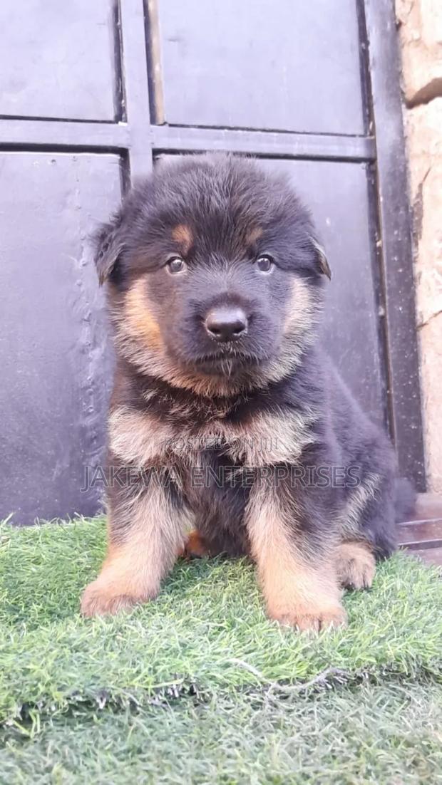 1-3 months Male Purebred German Shepherd - main view