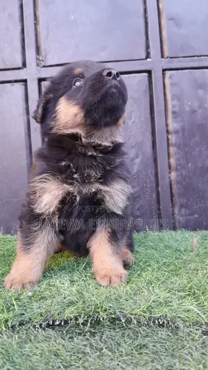 1-3 months Male Purebred German Shepherd
