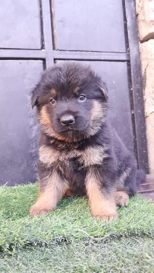 1-3 months Female Purebred German Shepherd - thumbnail 2