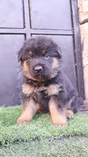 1-3 months Female Purebred German Shepherd