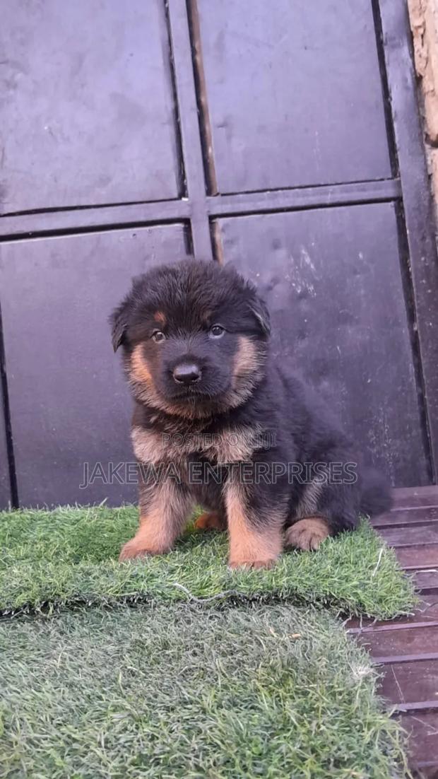1-3 months Female Purebred German Shepherd - thumbnail 3