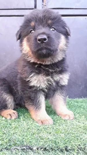 1-3 months Male Purebred German Shepherd
