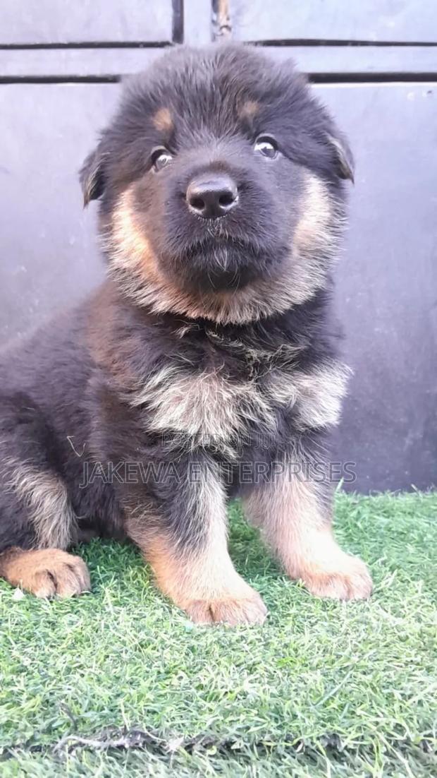 1-3 months Male Purebred German Shepherd