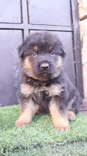 1-3 months Male Purebred German Shepherd