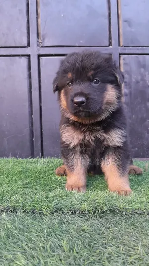 1-3 months Male Purebred German Shepherd