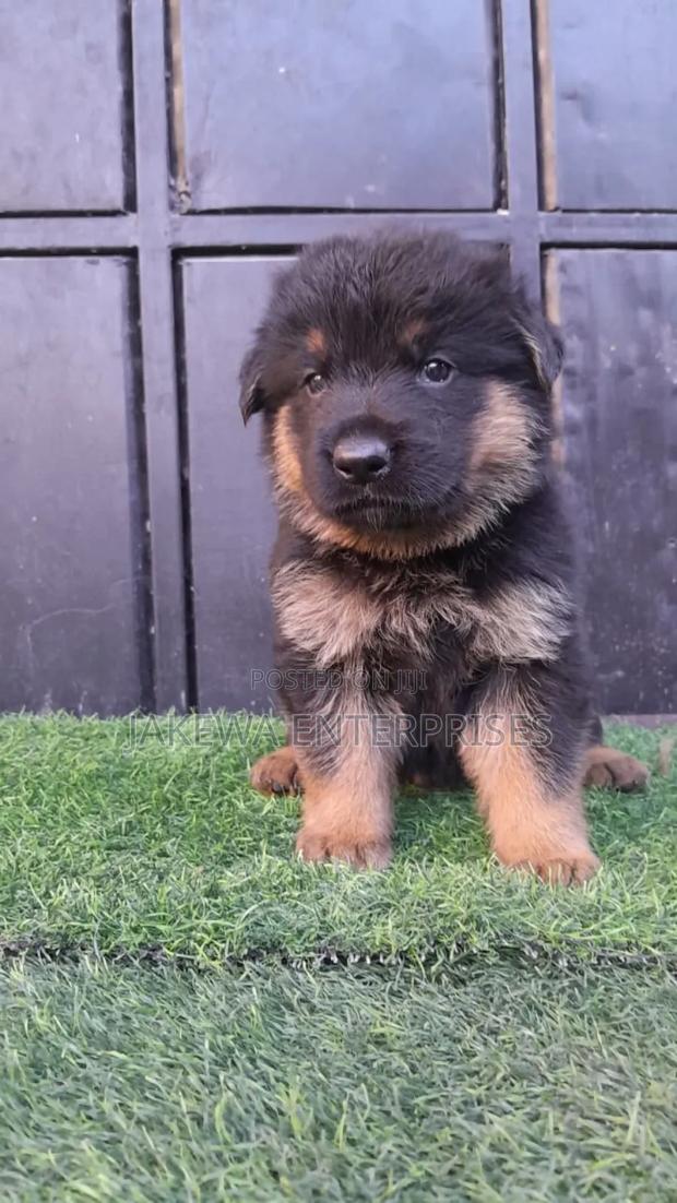 1-3 months Male Purebred German Shepherd