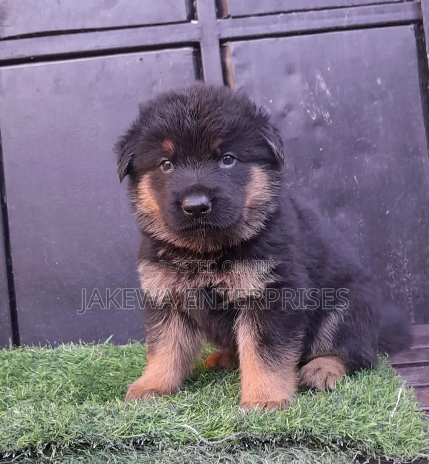1-3 months Male Purebred German Shepherd