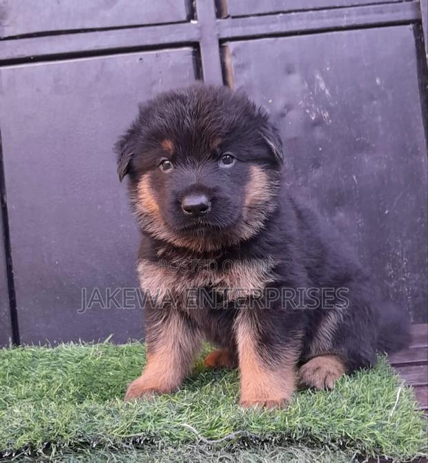 1-3 months Male Purebred German Shepherd - thumbnail 2