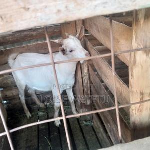 5 Month Saneen Buck - main view