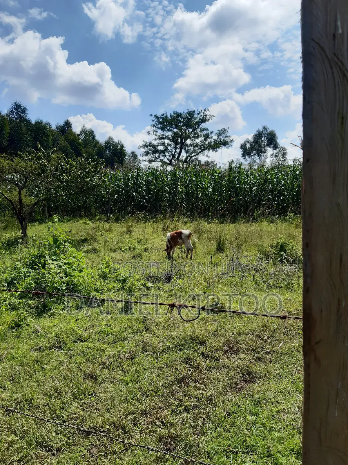 3.5 Acre Residential Land for Sale in Soy