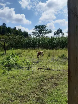 3.5 Acre Residential Land for Sale in Soy