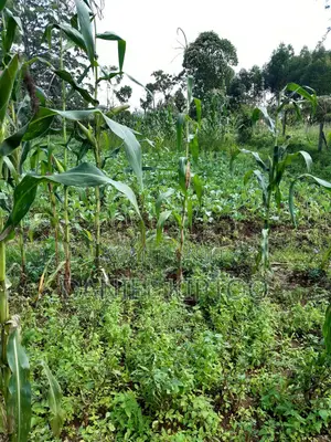 3.5 Acre Residential Land for Sale in Soy