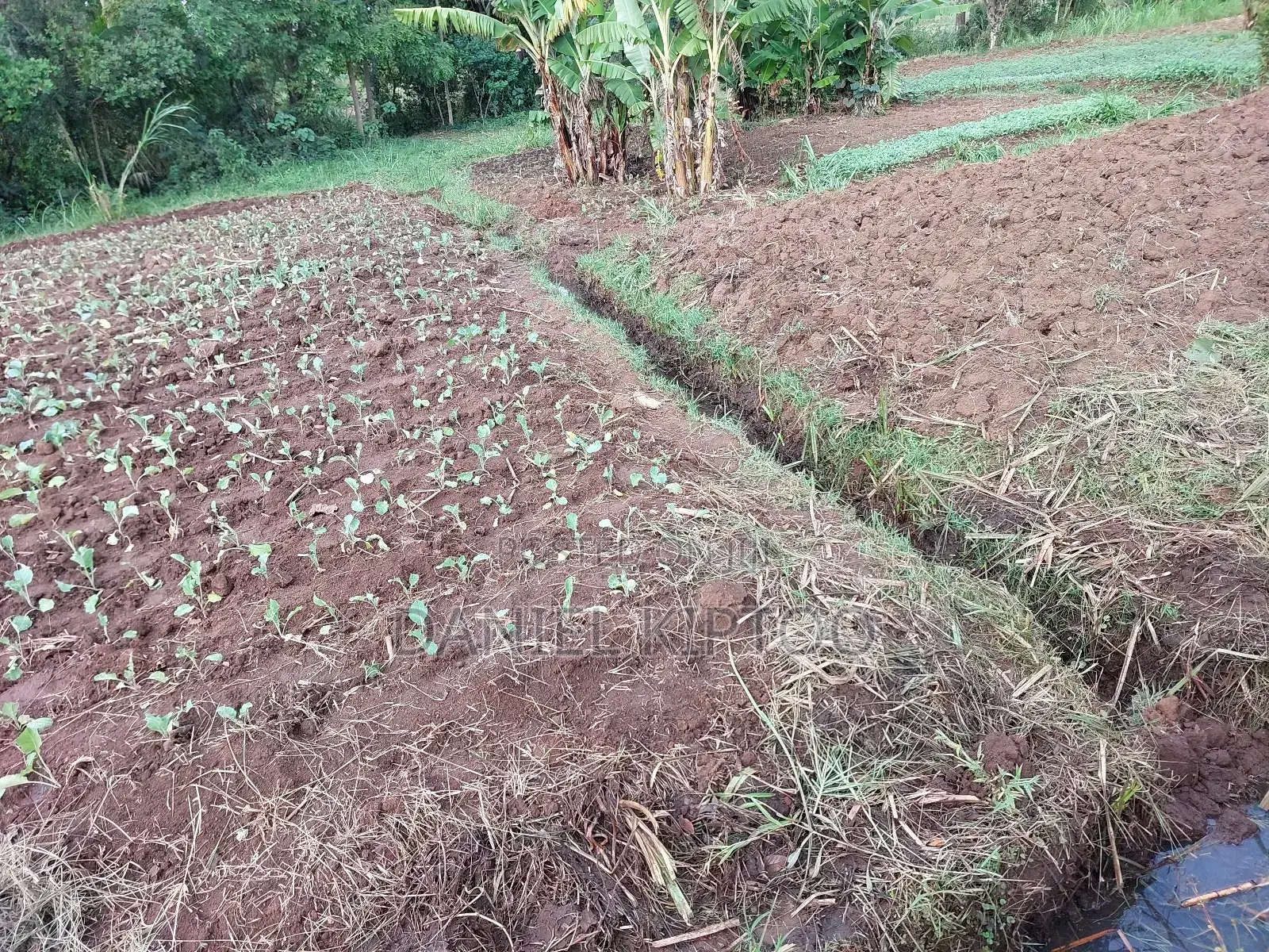 3.5 Acre Residential Land for Sale in Soy