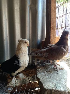 Njiwa Vidomo Pair - main view